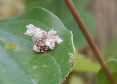 Ricania speculum