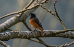 Phoenicurus hodgsoni