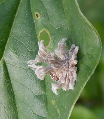 Ricania speculum