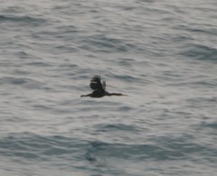 Gulosus aristotelis