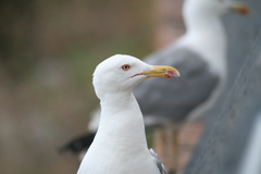 Larus michahellis