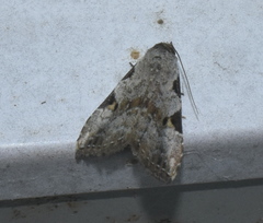 Chorsia
