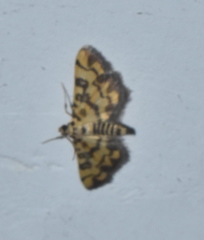 Glycythyma chrysorycta