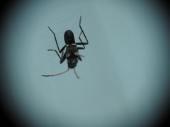Raglius confusus