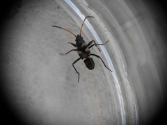 Raglius confusus