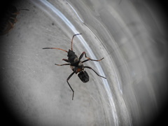 Raglius confusus