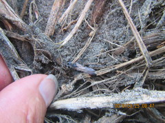 Podalonia tydei suspiciosa