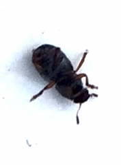 Trigonorhinus rotundatus