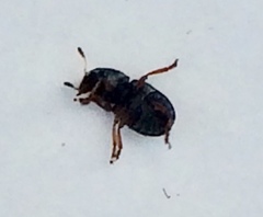Trigonorhinus rotundatus