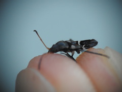 Raglius confusus
