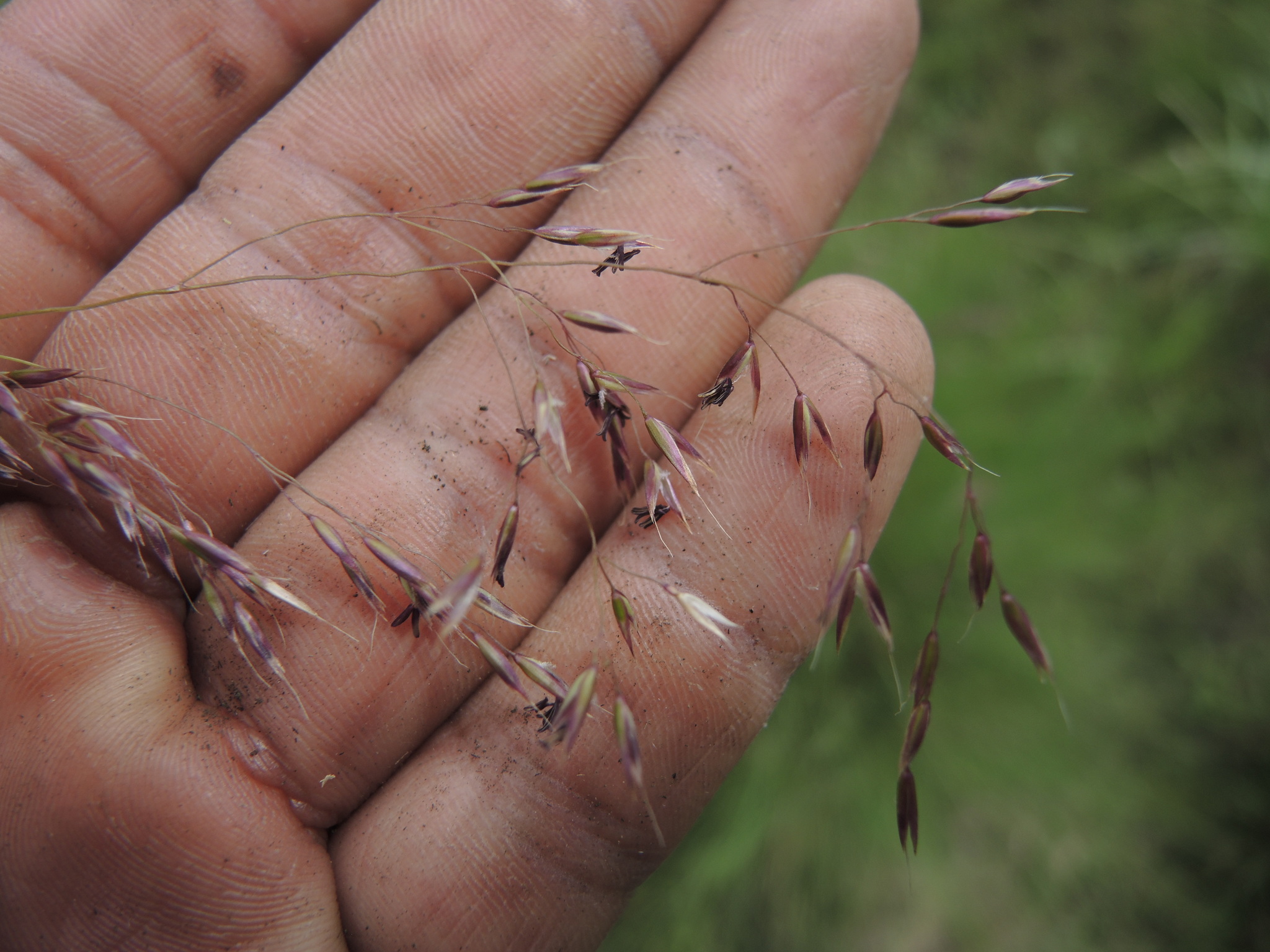 Agrostis ghiesbreghtii