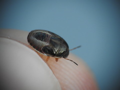 Neottiglossa bifida