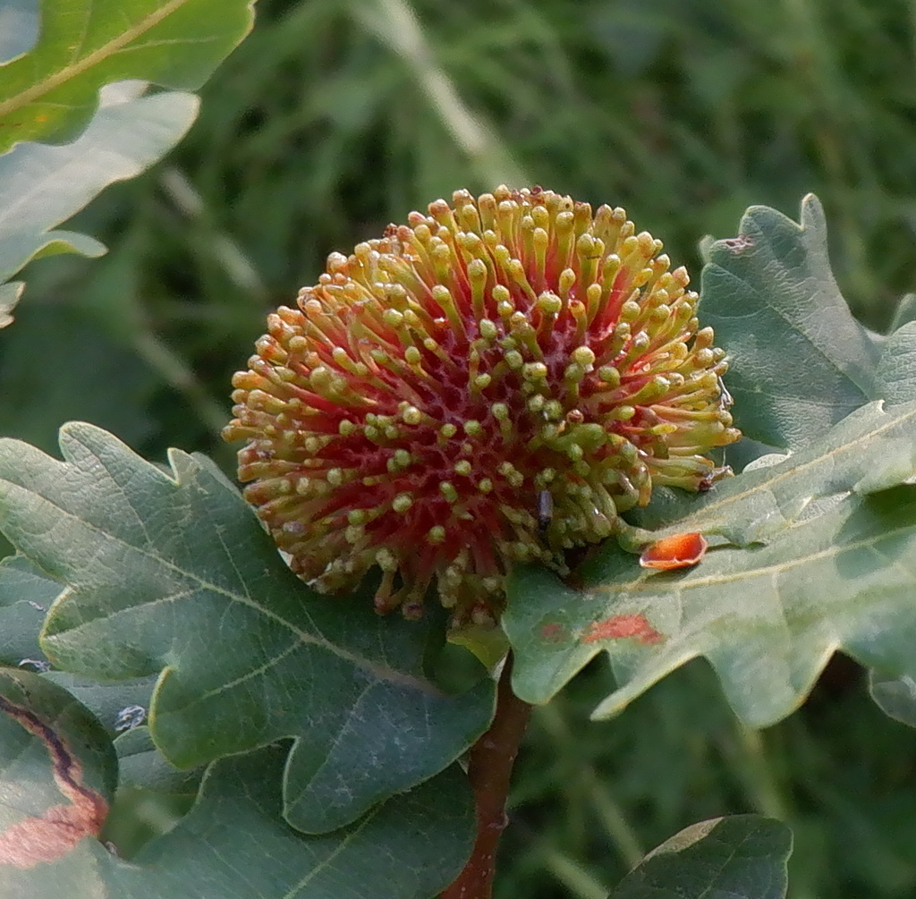 Hedgehog Gall Wasp