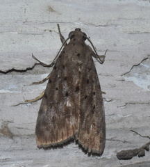 Sommeria hearseyana