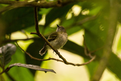 Hemitriccus griseipectus