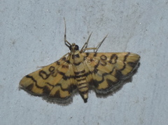 Glycythyma