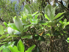 Macrolearia colensoi