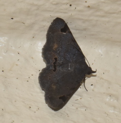 Mecodina
