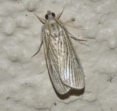 Tyspanodes linealis