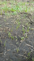 Camassia quamash