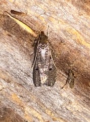 Glyphidocera