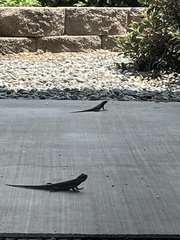 Sceloporus occidentalis