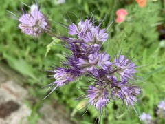 Phacelia tanacetifolia