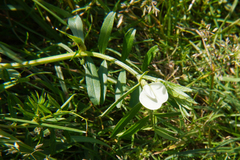 Vicia grandiflora
