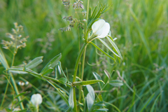 Vicia grandiflora