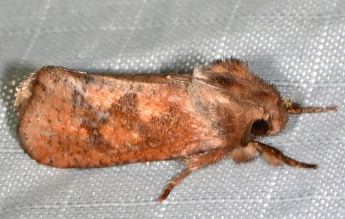 Acrolophus plumifrontella Clemens, 1859