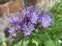 Phacelia tanacetifolia