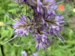 Phacelia tanacetifolia