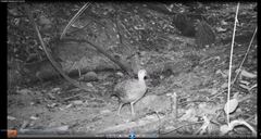 Crypturellus erythropus