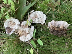 Phellodon confluens