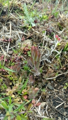 Castilleja levisecta