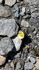 Ranunculus glacialis glacialis