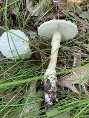 Amanita longipes