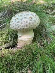 Amanita longipes