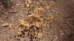 Smyrnium cordifolium