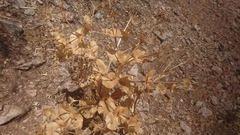 Smyrnium cordifolium