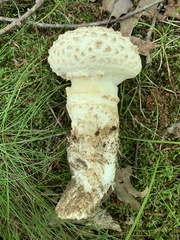 Amanita longipes