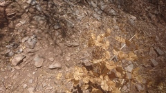 Smyrnium cordifolium