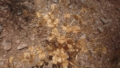 Smyrnium cordifolium