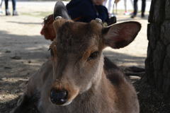 Cervus nippon centralis