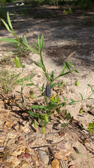 Crotalaria sagittalis