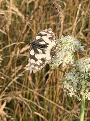 Melanargia galathea