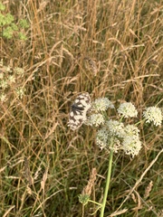 Melanargia galathea