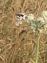 Melanargia galathea