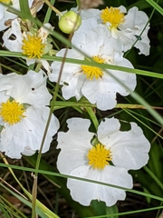 Sagittaria latifolia