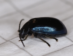 Agelastica alni